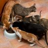 Ориентальные кошки толпятся около миски с едой. Питомник ориентальных котят в Москве. Купить ориентального котёнка. Ориентальные котята.