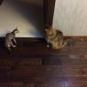 Ориентальные кошки и котята питомника Аватар