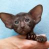 Шоколадная ориентальная кошка с хорошими ушами