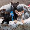 Пять замечательных ориентальных котёнка разных окрасов