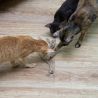 Ориентальные кошки играют с веревкой