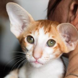 Красный пятнистый биколор ориентальный котёнок. Питомник ориентальных кошек. Купить ориентального котёнка. Фото ориентальных котят.
